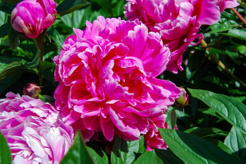 group of pink roses
