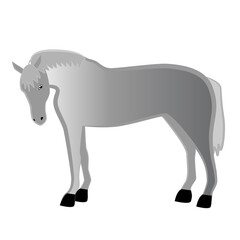 Gray young domestic horse.