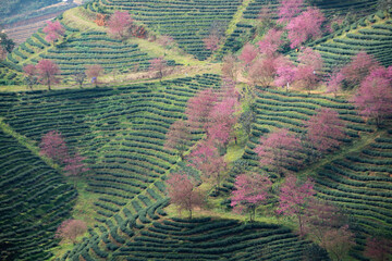 Fototapeta premium Beautiful cherry flowers bloom in tea hill in Sapa, Vietnam
