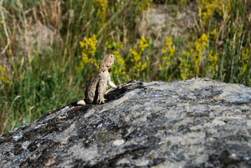 lizard sunning on a rock