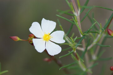 Wildflower (Cistus libanotis)