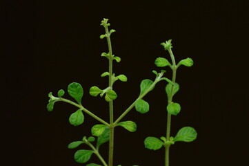 plant on black background