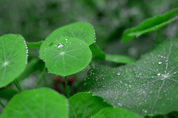 Leaves after summer rain