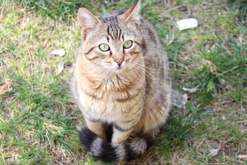 Obraz premium tabby stray cat with green eyes.