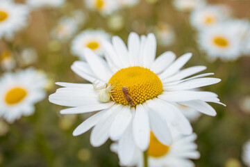 Obraz premium white spider waiting for a victim on a blooming chamomile flower