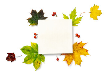 Naklejka na ściany i meble Fall trendy. Dried green leaves, yellow leafs and red berries in shape frame isolated on white background with blank space for text. Top view, flat lay.