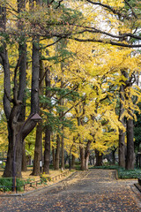 Fototapeta premium 霞ヶ関・有楽町散策