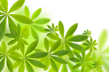 Natural green leaves with selective focus on a white background.