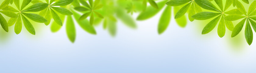 Spring or summer banner background with green leaves on blue sky background