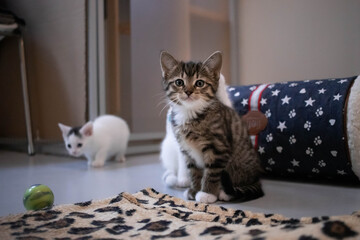 Cute playful rescue kitten in a no-kill animal shelter