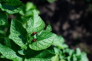 Colorado potato beetles eat potato leaves. Agricultural pest