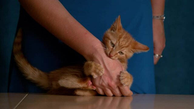 SLOW MOTION, CLOSE UP: Unrecognizable young woman wearing a blue dress plays with cute her orange tabby kitty. Frisky ginger baby cat bites and claws female owner's hand while being teased and petted.