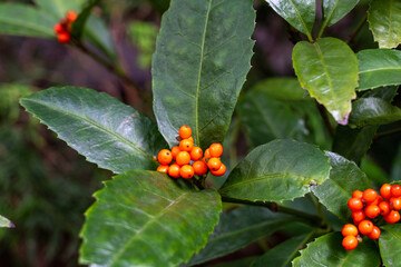 冬の植物リーズ