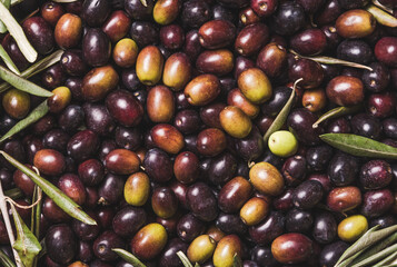 Olives food background close up just from trees harvest.
