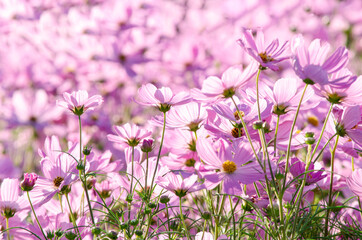 Closed up fresh beautiful pink cosmos flower in the farm over blur pink background under morning sun light