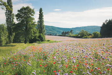 prairie de fleurs rouges et violettes au printemps