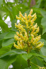Aesculus flava Detail Bl&uuml;te