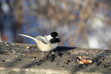 Obraz na płótnie Canvas Bird Of Winter, Whitemud Park, Edmonton, Alberta
