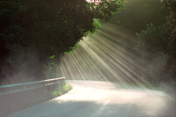Rays of morning sunlight penetrating the leaves of trees and the mist rising into the air.natural landscape
