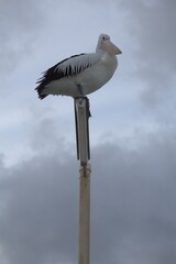 Pelicano