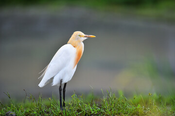 great blue heron