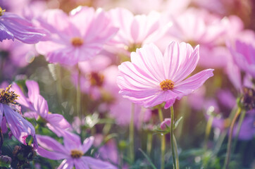 Fototapeta premium Closed up beautiful soft pink young cosmos flower over blur natural pink background under morning sun light
