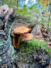 Fototapeta premium Armillaria ostoyae mushrooms on a tree in close-up.