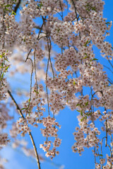 弘前公園 青空に映える桜