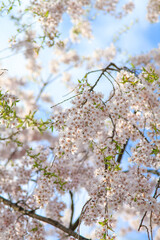 弘前公園 青空に映える桜