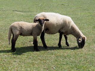 Lamb und Muter Schaf