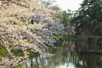 弘前公園 お堀の桜
