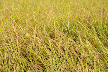 Close up shot of paddy ready to harvest as background