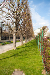 Aesculus hippocastanum HochstammSpalier im Hofgarten Wien