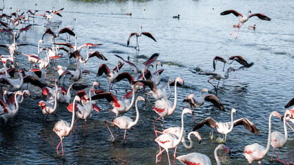 Flamingos at sunset in Camargue