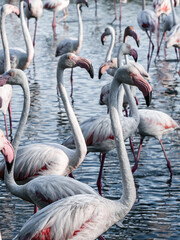 Flamingos at sunset in Camargue