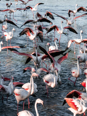 Flamingos at sunset in Camargue