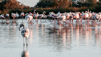 Flamingos at sunset in Camargue