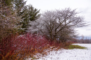 Grove of colourful shrubs and trees seen in land covered in a light coating of snow, St-Augustin-de-Desmaures, Quebec, Canada