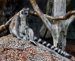 Ring-tailed lemur on the stone 