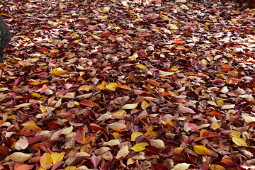autumn leaves background