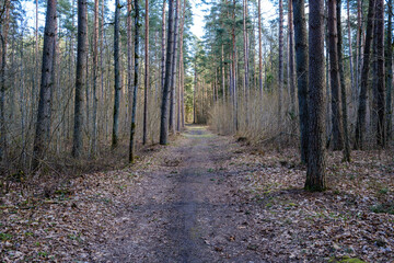 enmpty forest road with tractor car tire track marks