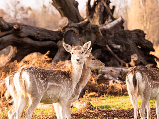 white deer looking at camera behind a tree