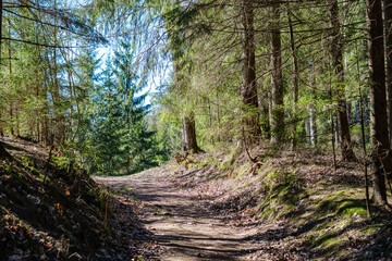 enmpty forest road with tractor car tire track marks
