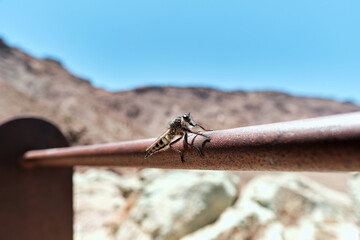 Insetto sulla recinzione nel Parco Nazionale del Teide