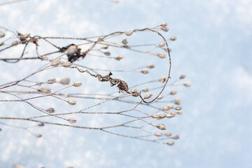 Withered leaves of the plant. Freezing. Autumn concept.Close-up.