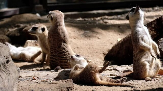 Meerkats are always vigilant to keep their herds safe.