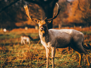 White deer in a field.