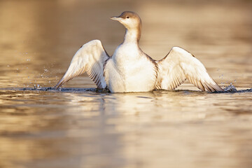 A black-throated loon stretching its wings in the setting sun in the Netherlands.