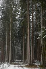 Fototapeta premium chemin de forêt en hiver - Suisse