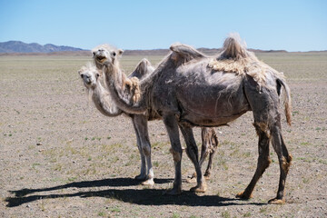 A camel in desert of Western Mongolia